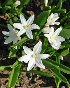 Chionodoxa luciliae alba.jpg